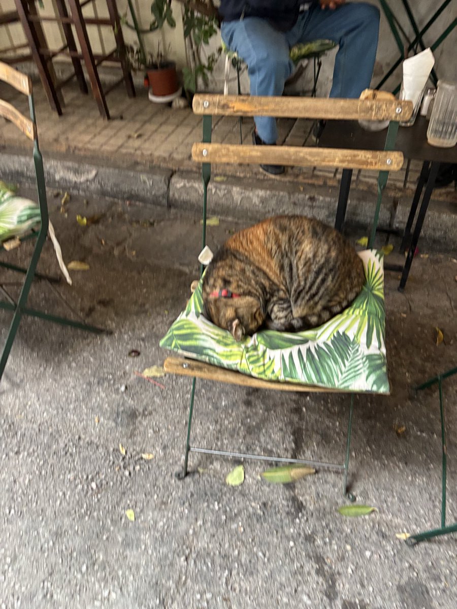 _Indieanna's tweet photo. Gatitos en Grecia. La distribución de gatos no aplica acá porque gobiernan los gatis. https://t.co/ZC5NbDKnbS