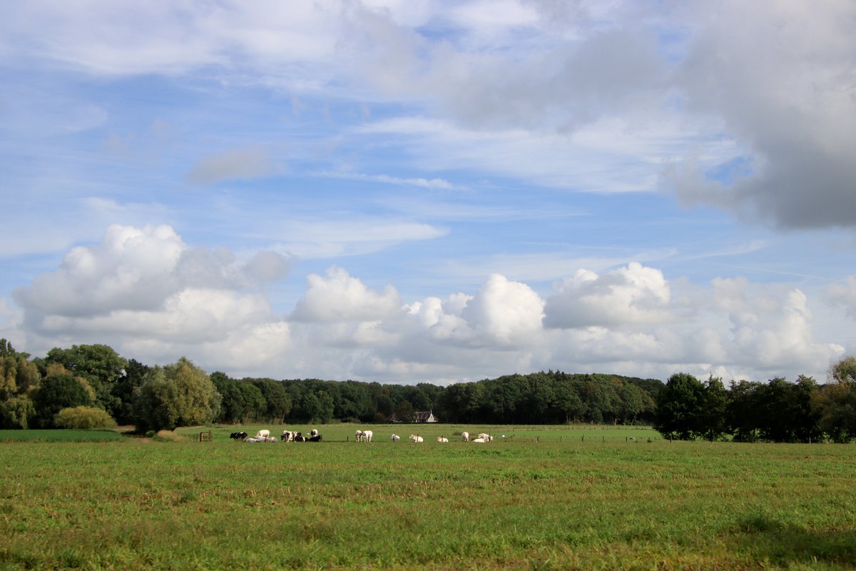 luclambert11's tweet photo. #vrtweer Luc Lambert 11u56 Meulebeke kans op buien   wind Z 21° https://t.co/FP3ZCtI94f