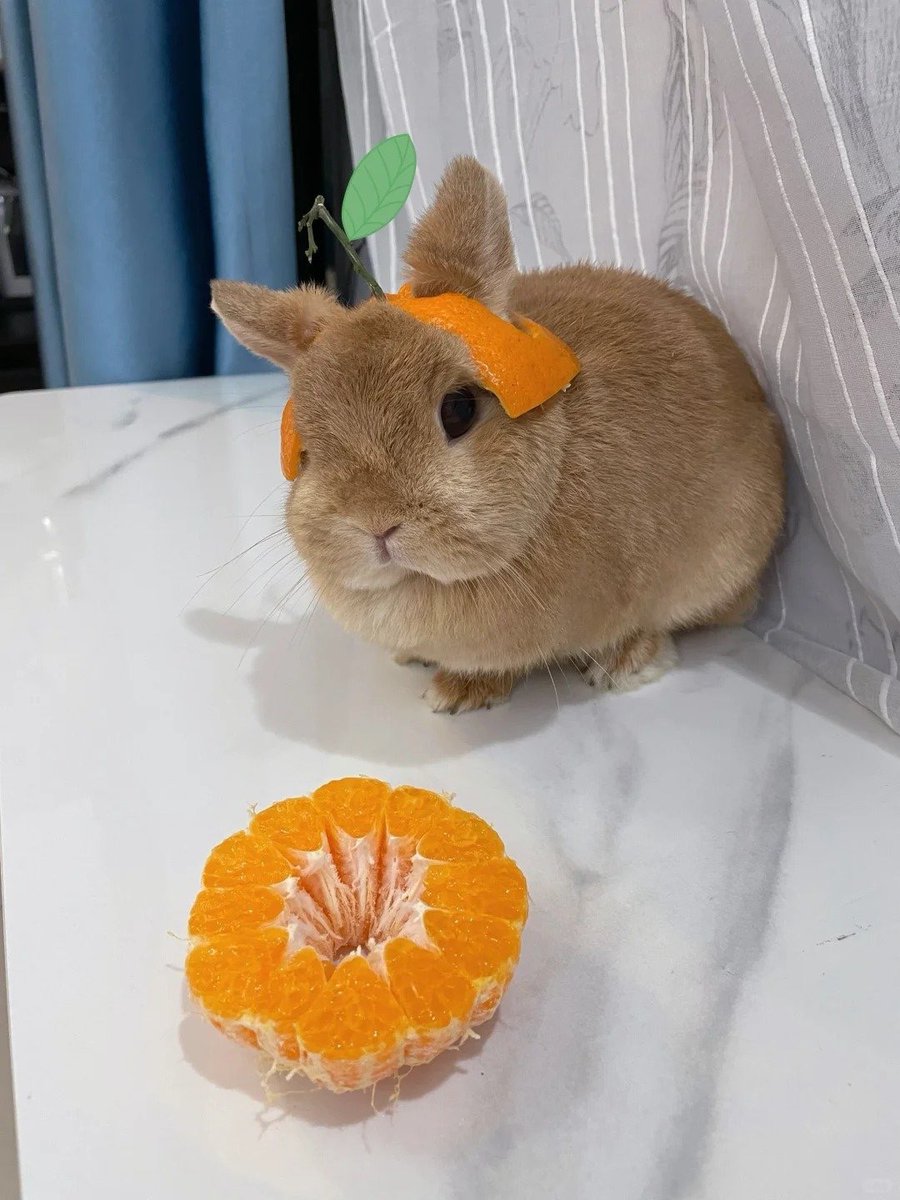 ShouldHaveRabit tweet picture