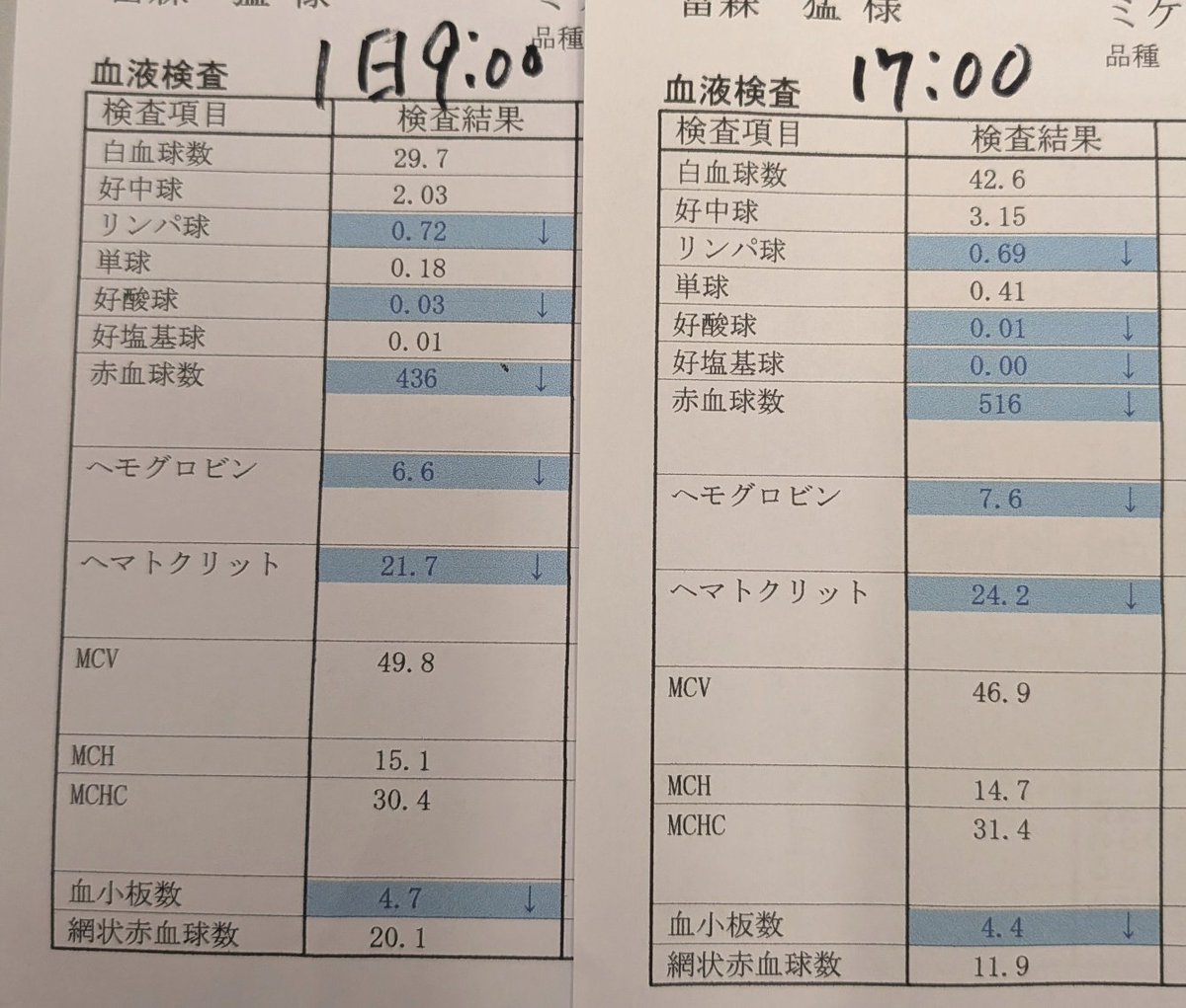 ojm52811's tweet photo. ミケちゃん無事輸血終了して帰ってきました。数値も上がっていました👏 キタちゃんありがとう！
ミケちゃん「キタちゃんは市川市北方で保護された子で漢字名は喜びが多い猫生になるよう願いを込めて『喜多ちゃん』なんだって。お互い保護猫仲間だね〜。キタちゃんに幸あれ〜🙏💗」 https://t.co/hEcTEtARwO