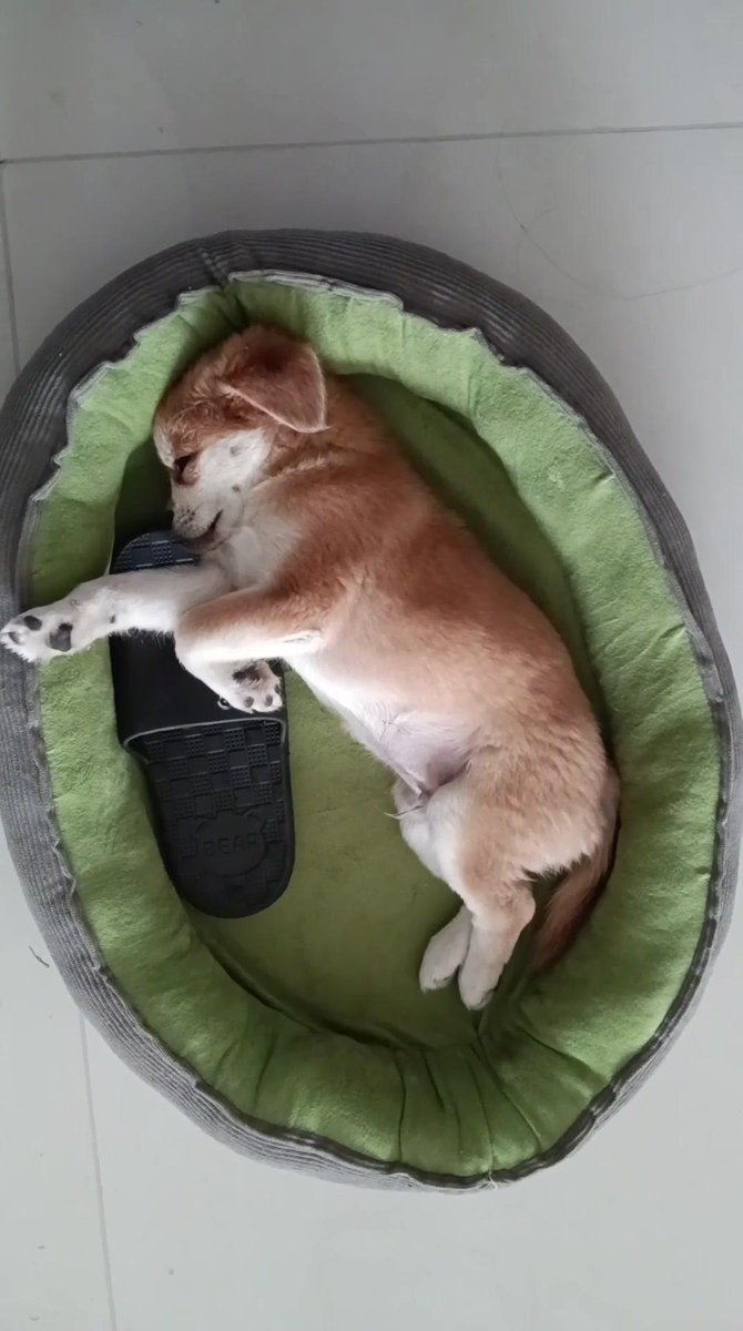 LashawnaEnru's tweet photo. My rescue pup curled up with me on the rainy couch – best cuddle buddy ever! https://t.co/M1OKVew0Jm