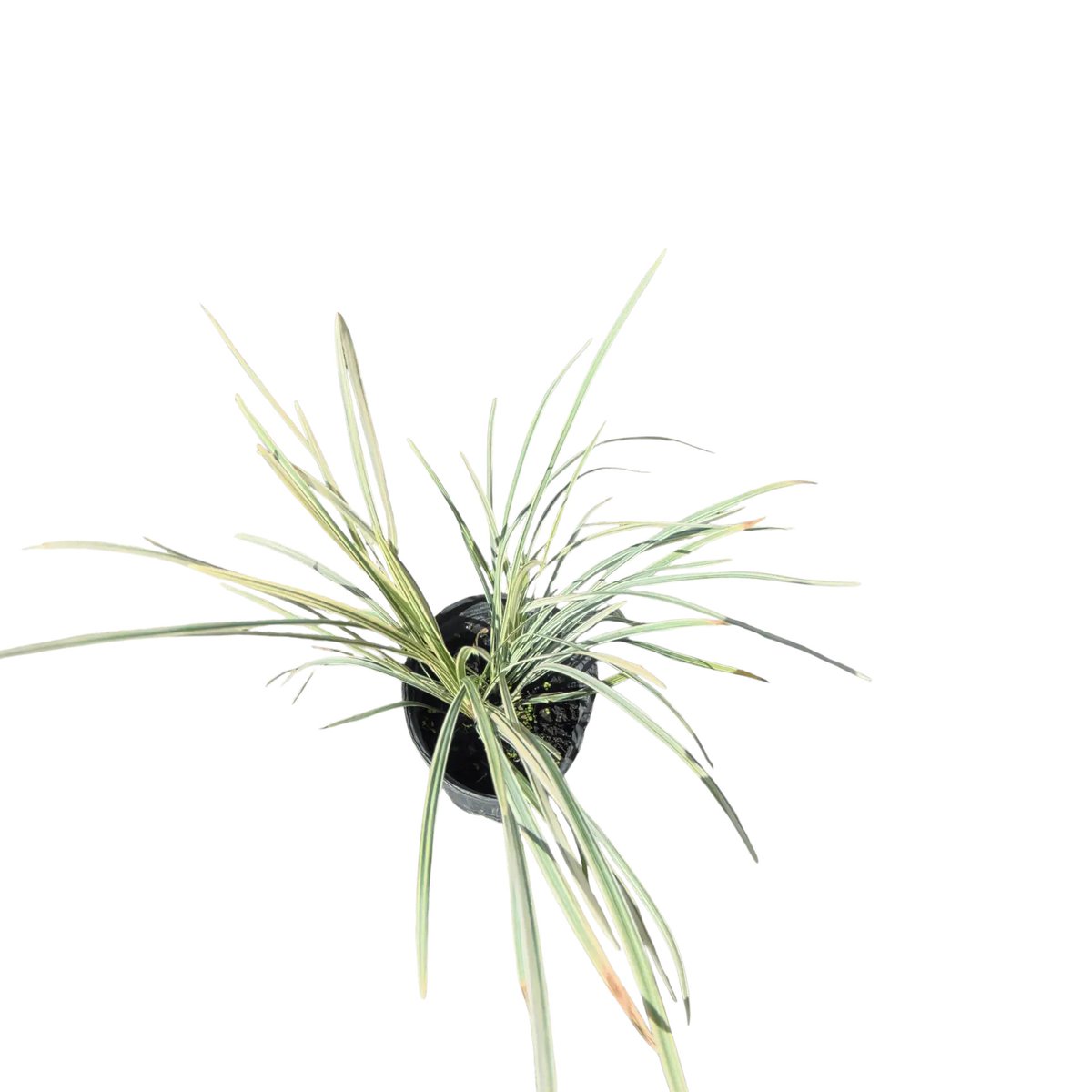 smartyplantsnur's tweet photo. Lilyturf, Monkey Grass, Lily Turf – Liriope muscari ‘Aztec’
Available in 1 gallon
Order here - https://t.co/RXoSLtBu2P
#lilyturf #monkeygrass #liriopemuscariaztec https://t.co/gJBNM7gSmT