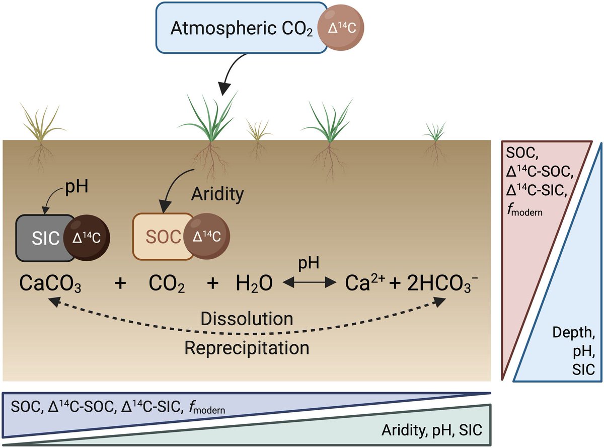 GlobalChangeBio's tweet photo. RESEARCH ARTICLE
Radiocarbon Reveals Modern Carbon Exchange With Topsoil Inorganic Carbon in Drylands 
🔗 https://t.co/bDuH3MUhR7 https://t.co/bb6yw6xk7L