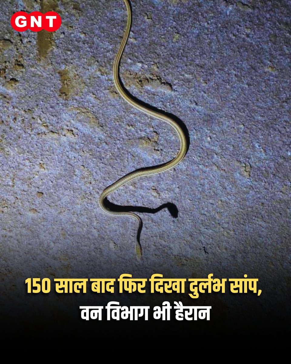 GoodNewsToday's tweet photo. कच्छ में करीब 150 साल बाद एक दुर्लभ अफ्रो-एशियन सैंड स्नेक नजर आया है। इतने लंबे समय बाद इस सांप के दिखने से वन विभाग और वन्यजीव विशेषज्ञ भी हैरान हैं।
#RareSnake #SandSnake #Kutch #Wildlife #Nature
Rare Snake, Afro Asian Sand Snake, Kutch, Wildlife, Snake Spotted, Rare Species, Biodiversity, Wildlife Experts, Forest Department