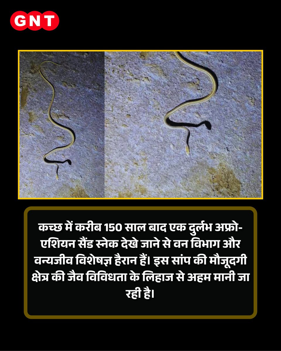 GoodNewsToday's tweet photo. कच्छ में करीब 150 साल बाद एक दुर्लभ अफ्रो-एशियन सैंड स्नेक नजर आया है। इतने लंबे समय बाद इस सांप के दिखने से वन विभाग और वन्यजीव विशेषज्ञ भी हैरान हैं।
#RareSnake #SandSnake #Kutch #Wildlife #Nature
Rare Snake, Afro Asian Sand Snake, Kutch, Wildlife, Snake Spotted, Rare Species, Biodiversity, Wildlife Experts, Forest Department