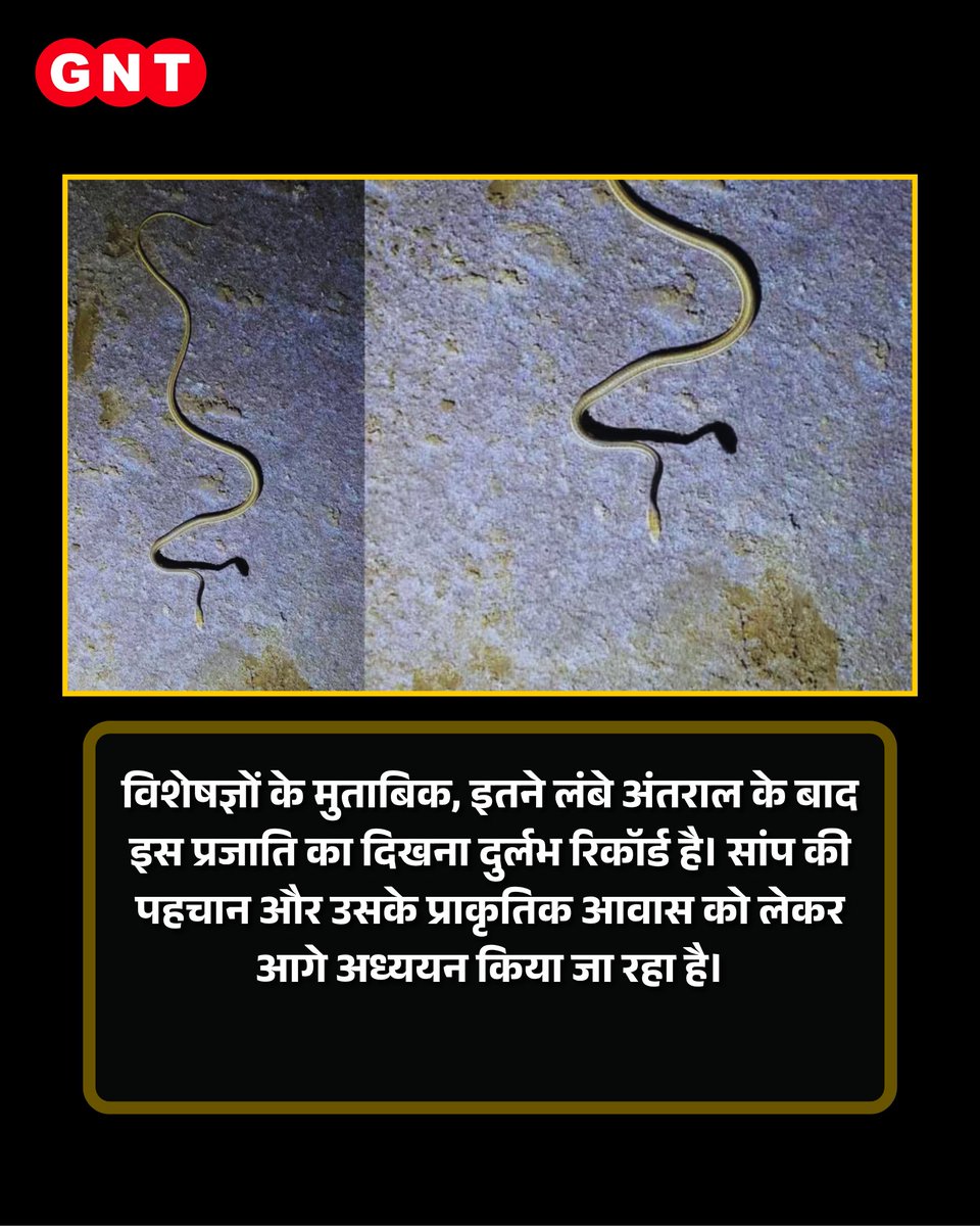 GoodNewsToday's tweet photo. कच्छ में करीब 150 साल बाद एक दुर्लभ अफ्रो-एशियन सैंड स्नेक नजर आया है। इतने लंबे समय बाद इस सांप के दिखने से वन विभाग और वन्यजीव विशेषज्ञ भी हैरान हैं।
#RareSnake #SandSnake #Kutch #Wildlife #Nature
Rare Snake, Afro Asian Sand Snake, Kutch, Wildlife, Snake Spotted, Rare Species, Biodiversity, Wildlife Experts, Forest Department