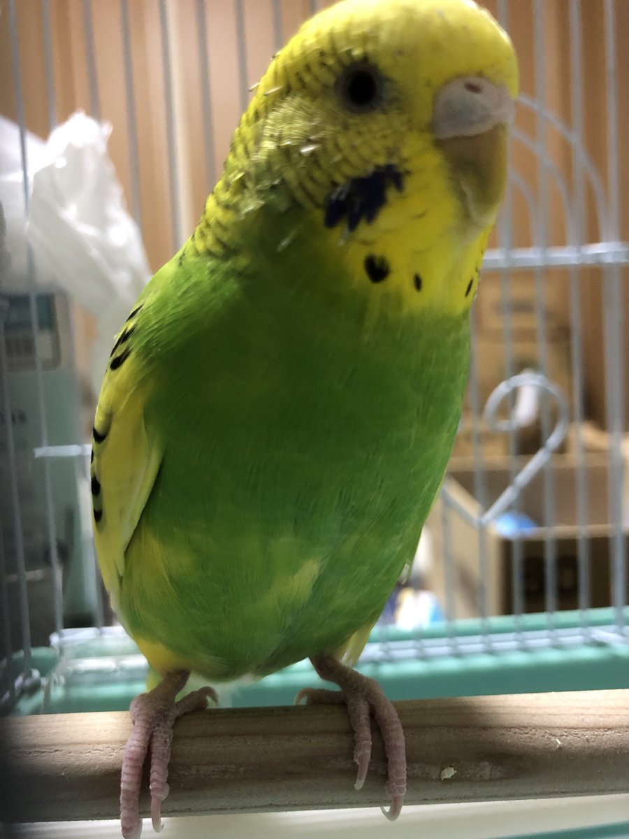 587copen5's tweet photo. #インコ
今日の「ちーちゃん」
最近はよく喋るようになったがその中に混じり「ちちゃん」と言うようになった
主も母も同時に聞いてたので間違いないだろう
練習してたんやね https://t.co/EEId1pNIFB