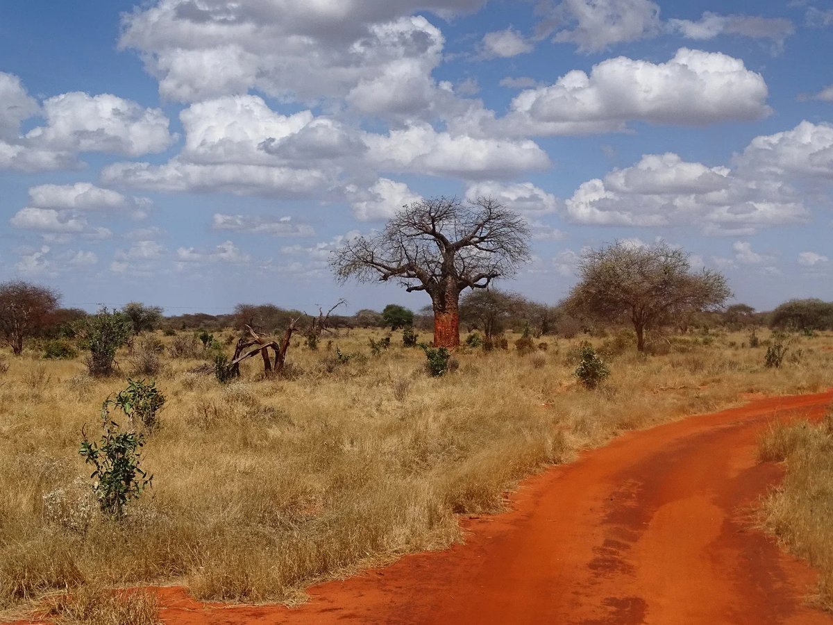 minayuji's tweet photo. #kenia #kenya #africa #wilderness #nature #naturephotography #naturelovers #gamedrive #safari #wildcat #wildlife #landscape #wildlifephotography #adventure #photooftheday #instagood #safariphotography #africansafari #travelgram #tsavo #tsavoeast https://t.co/v7HpDkegP7