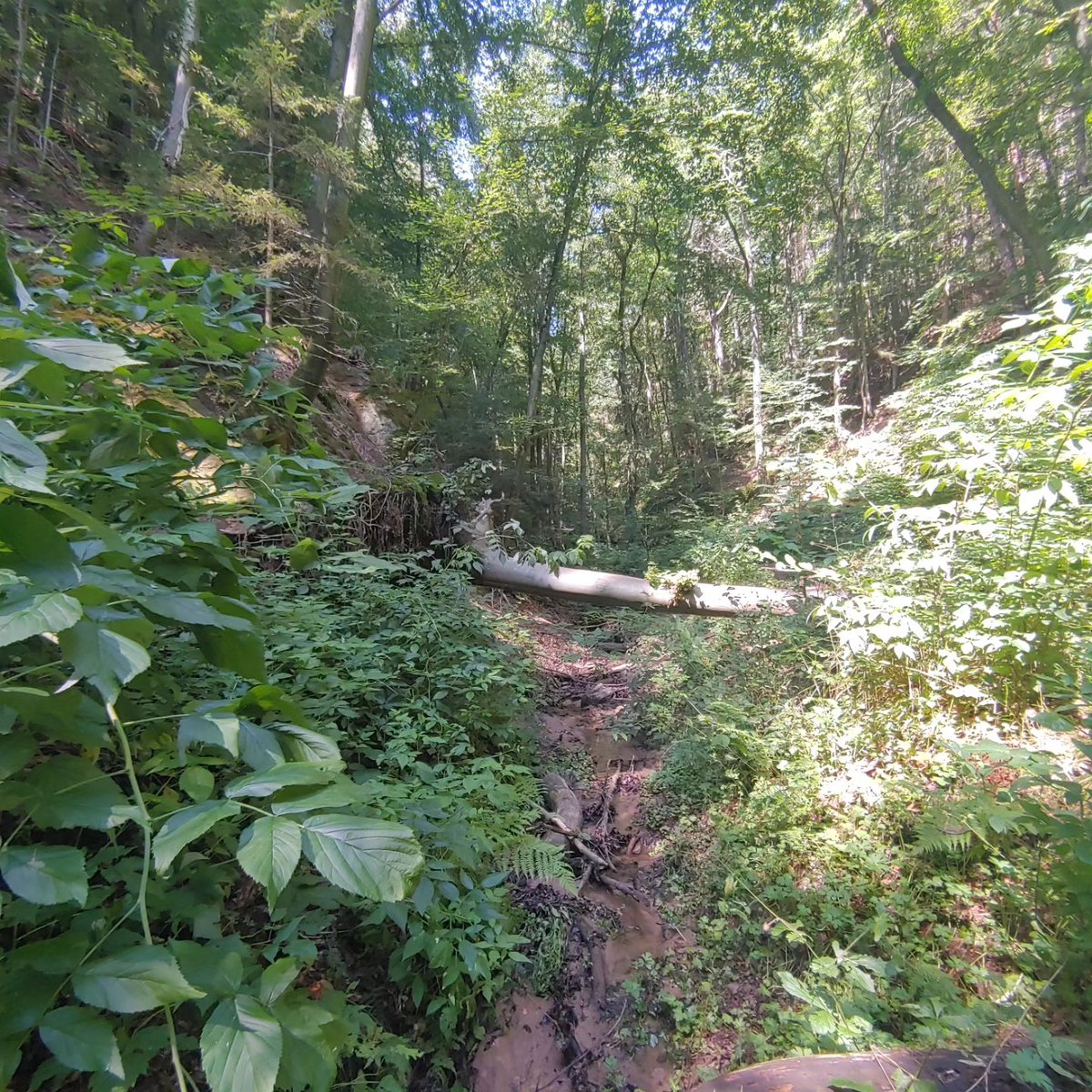 aleksomb's tweet photo. Wandern in Mittelfranken bei Wernfels
am Sonntag, dem 20. 08. 2023

#wandern #natur #sonntag #mittelfranken https://t.co/NntEGsP4xi