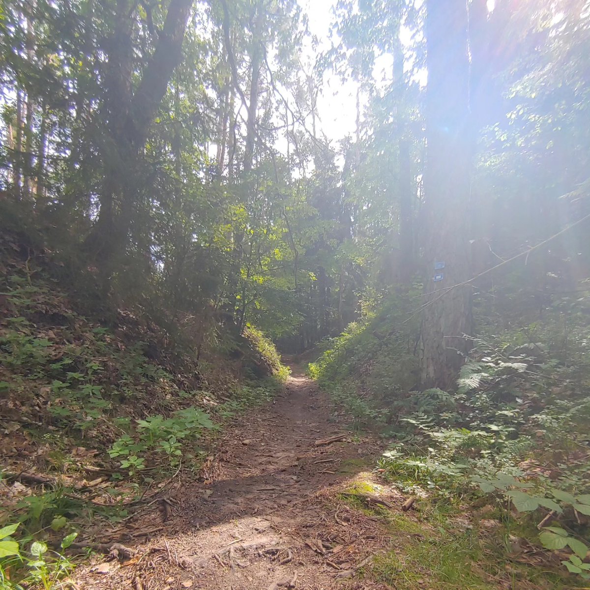 aleksomb's tweet photo. Wandern in Mittelfranken bei Wernfels
am Sonntag, dem 20. 08. 2023

#wandern #natur #sonntag #mittelfranken https://t.co/NntEGsP4xi