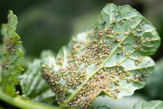vrxm3y890's tweet photo. Aphids, aphids and stomach manganese matter for farm pest u0026 growth! ， https://t.co/G9LojJevdy