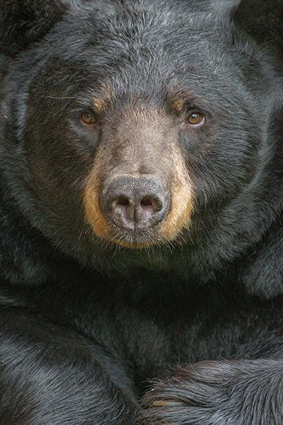 bearsdaily_'s tweet photo. https://t.co/eV65chpJGV