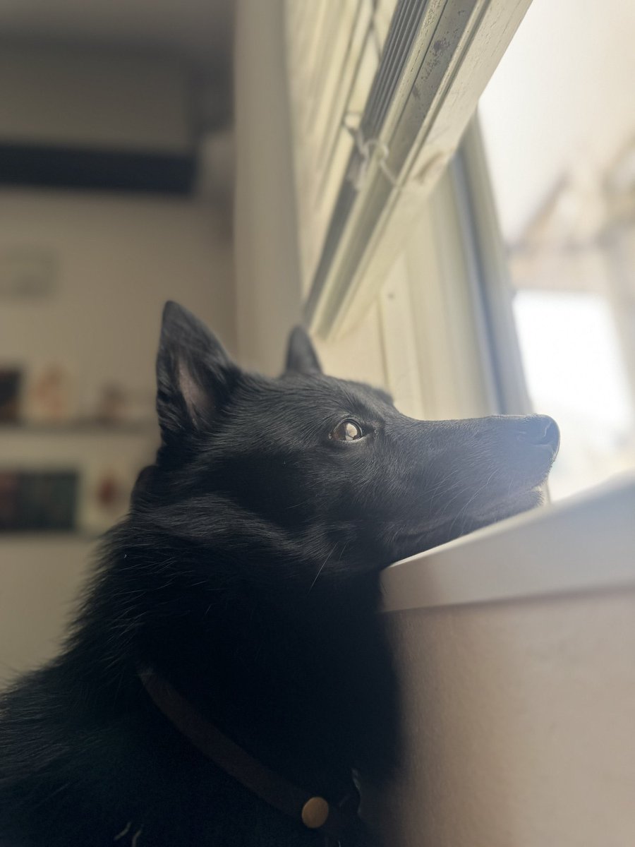 u_sin's tweet photo. 本日10月1日はNational Black Dog Day（黒犬の日）ということでウチのビビです
#NationalBlackDogDay
#ナショナルブラックドッグデー
#黒犬の日
#スキッパーキ https://t.co/ZnjQYKgpUY