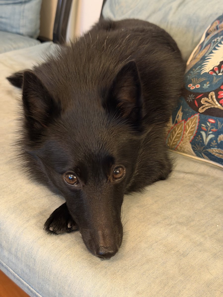u_sin's tweet photo. 本日10月1日はNational Black Dog Day（黒犬の日）ということでウチのビビです
#NationalBlackDogDay
#ナショナルブラックドッグデー
#黒犬の日
#スキッパーキ https://t.co/ZnjQYKgpUY