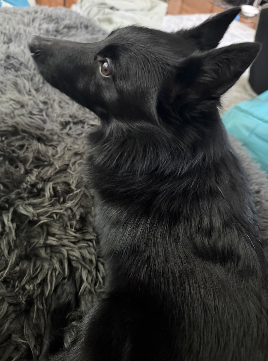 u_sin's tweet photo. 本日10月1日はNational Black Dog Day（黒犬の日）ということでウチのビビです
#NationalBlackDogDay
#ナショナルブラックドッグデー
#黒犬の日
#スキッパーキ https://t.co/ZnjQYKgpUY