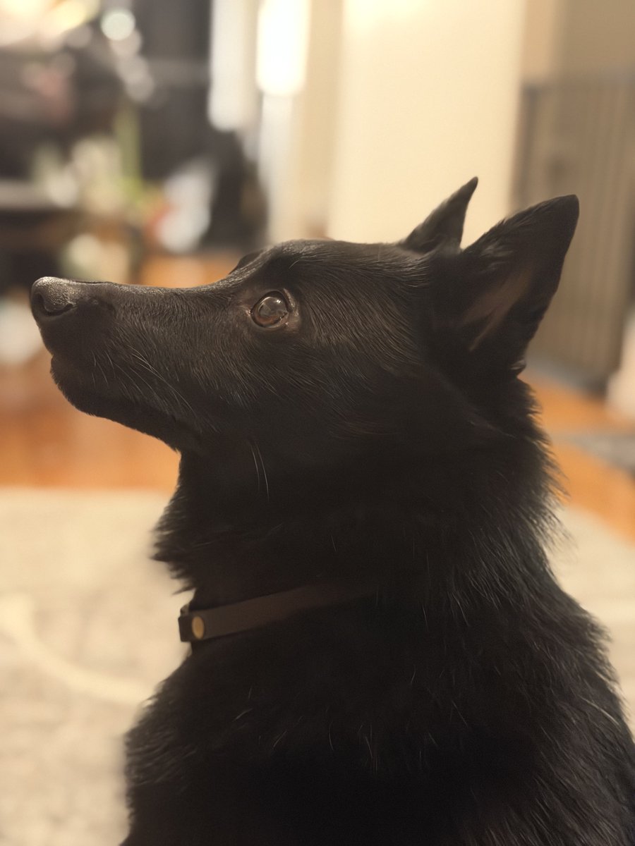 u_sin's tweet photo. 本日10月1日はNational Black Dog Day（黒犬の日）ということでウチのビビです
#NationalBlackDogDay
#ナショナルブラックドッグデー
#黒犬の日
#スキッパーキ https://t.co/ZnjQYKgpUY