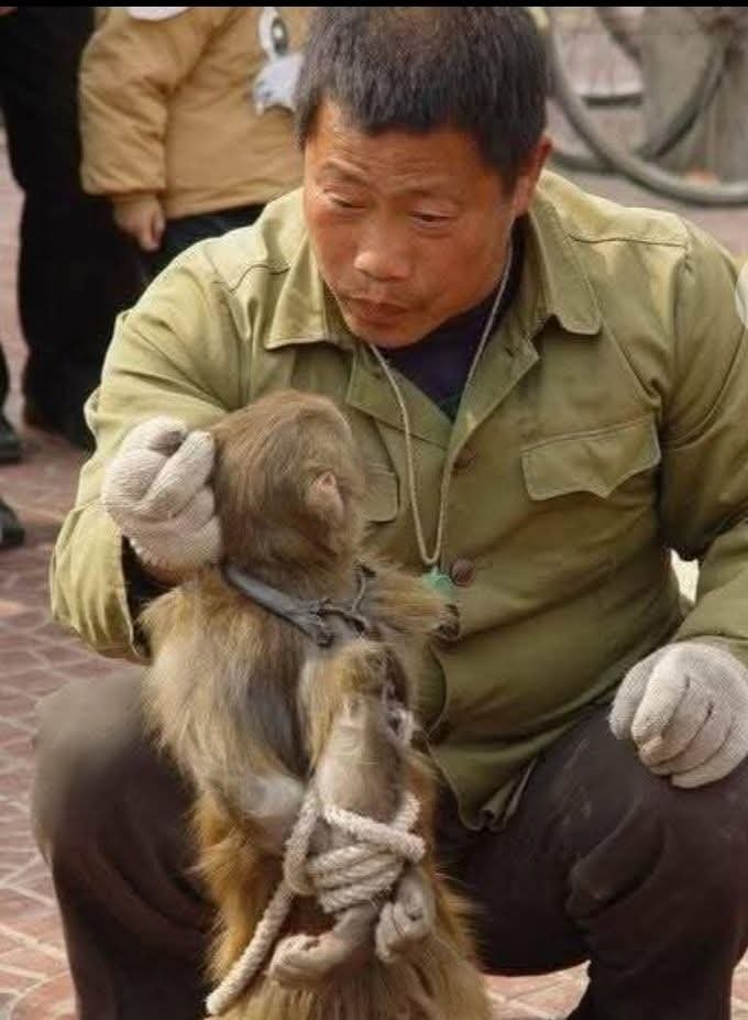 Joseph3Sengendo's tweet photo. On such people who oppresses animals to  this extent why do you wait for police? My  request to communities is to  do the needful because animals are not properties of humans https://t.co/arWb8l2E9X
