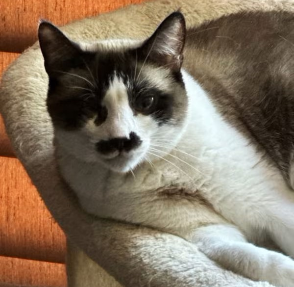 sachikoko's tweet photo. 🙏🏾PLEASE SHARE
🌷Sweet, Playful 5YO Snowshoe #Siamese Mix Kitty "FAYE"🌷
📣Needs A 🏡 #FureverHome🏡
▶️4 INFO https://t.co/RYwl1qrnq1
🙏🏽 #Adopt #AdoptDontShop #AdoptMe
#Acampo, #CA #Lodi #SanJoaquinCounty #CentralValley
☑Cats☑Kids @AdoptRescueCats
#ForgottenSoulsHour #US #Cats https://t.co/IAfC2n1J6R