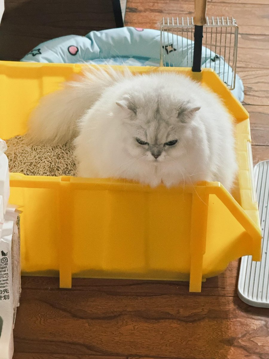 nocontextscats's tweet photo. Grumpy https://t.co/0f9DGN0ele
