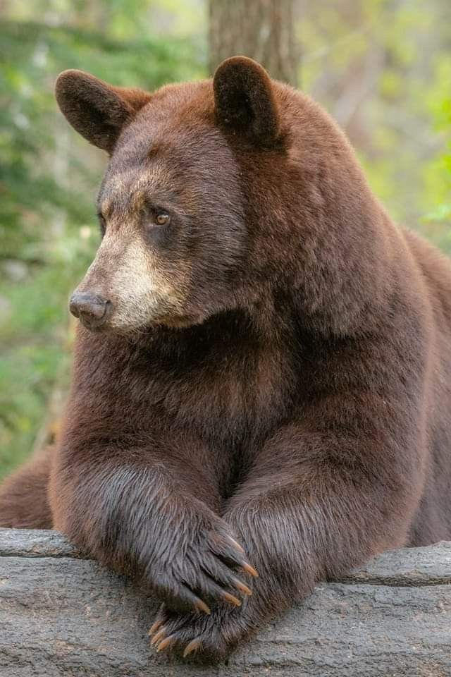 bearsdaily_'s tweet photo. https://t.co/mWQPrhe2Kx
