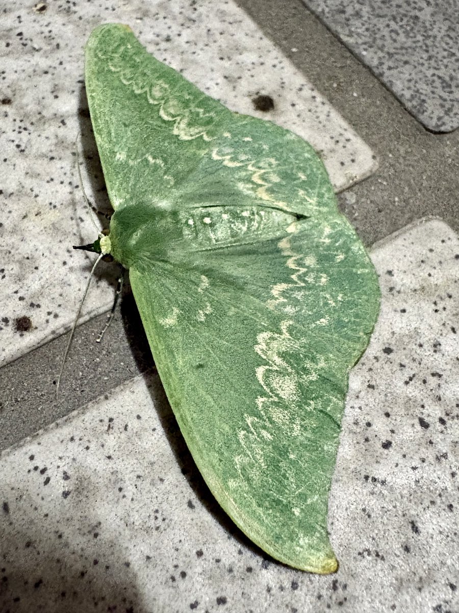 DamasterCarabus's tweet photo. 久しぶりに蛾に触れた気がする

事務所前に居たので踏まれないように茂みへ移動してもらいました https://t.co/9qIIBRHjO8
