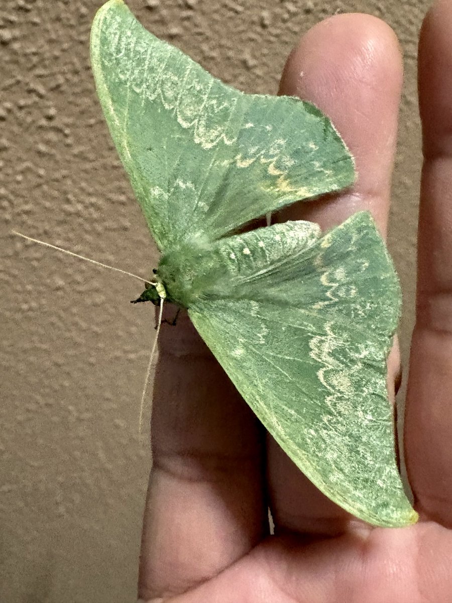 DamasterCarabus's tweet photo. 久しぶりに蛾に触れた気がする

事務所前に居たので踏まれないように茂みへ移動してもらいました https://t.co/9qIIBRHjO8