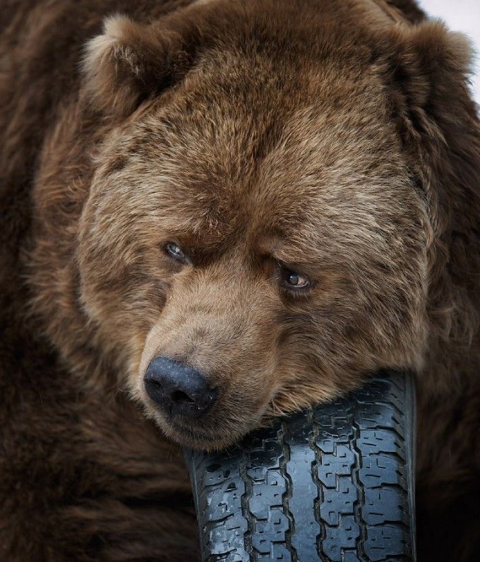 bearsdaily_'s tweet photo. https://t.co/7pUoGEoeWV