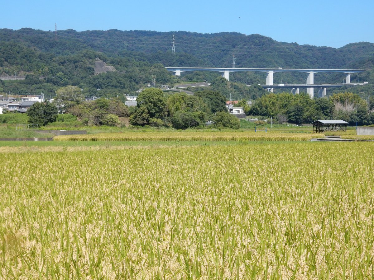 mattyan3wk's tweet photo. 明日から稲刈り開始です。
お天気次第では長丁場になるかも…。

#米作り #稲刈り #にこまる https://t.co/rWyYAumnZa