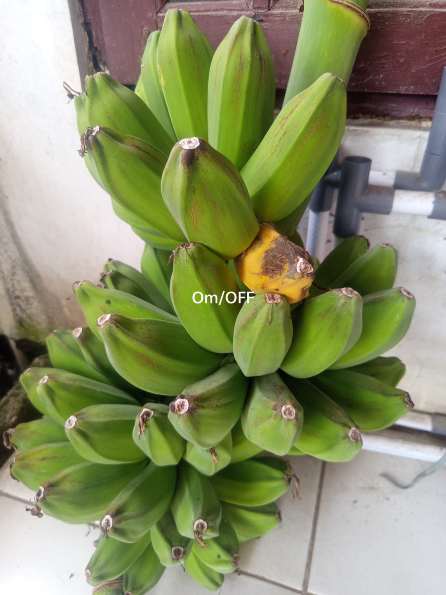 turn0M's tweet photo. Finally 😐
This is for one month's electricity bill.

how much in your place?
tell me here:
https://t.co/ED9l1M95no

#Bananas #garden #gardening #Viral #SocialMedia #Snipverse #web3 #XPR #Blockchain #nature #earth #universe #IKN #STOPMBG #Corruption #Inflation $BTC $METAL $XPR https://t.co/CKW3pJmy4b
