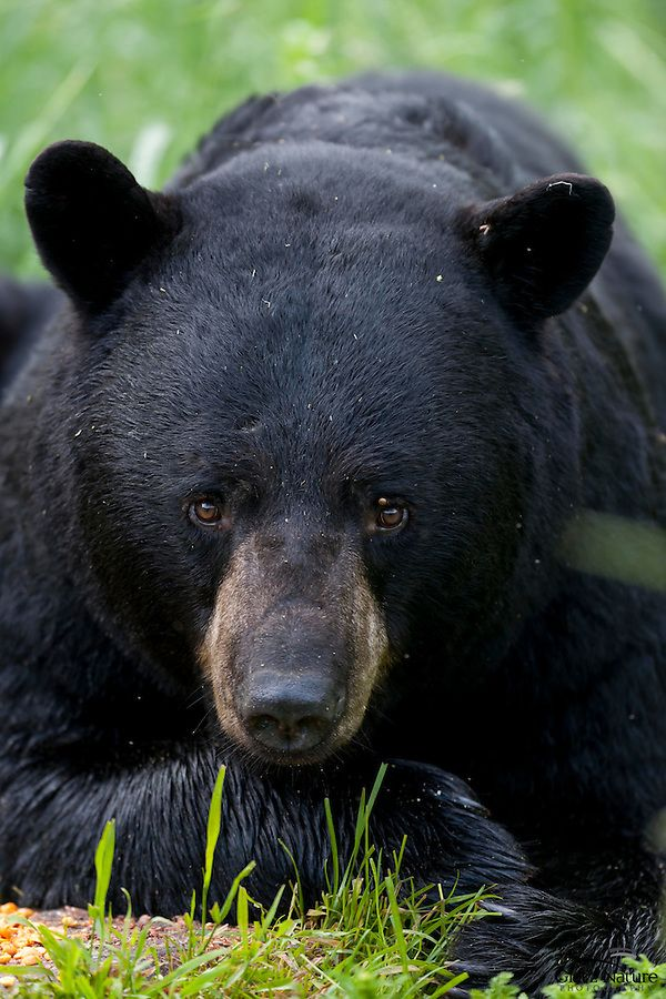bearsdaily_'s tweet photo. https://t.co/Cs6KzpZHiV