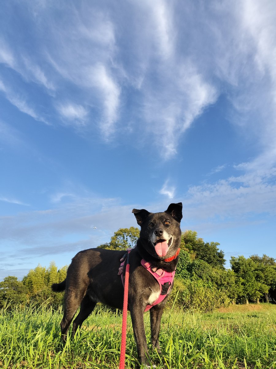 kokage0802's tweet photo. 今日、１０月１日は黒い犬の日だって✨
こっちゃんの日だ🐾！
#黒犬の日 https://t.co/wyphTR0g22