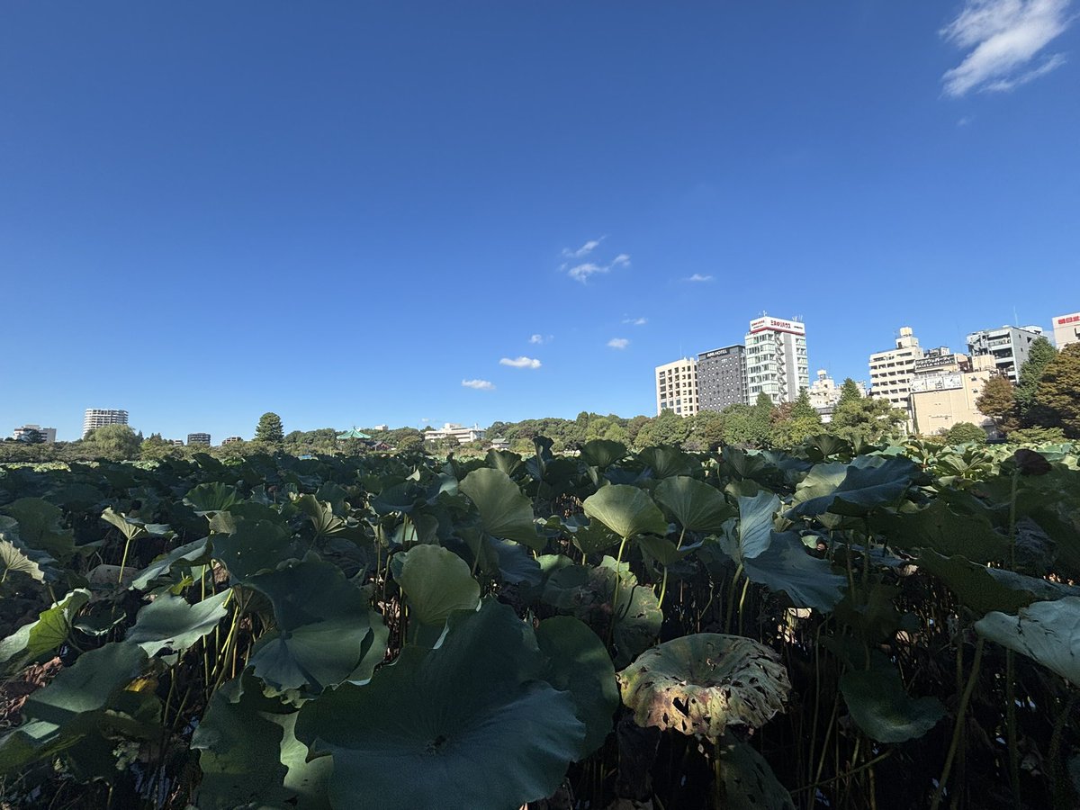 transbustantiat's tweet photo. 旧岩崎邸庭園、不忍池、猿まわし
都民の日でめちゃ混んでた https://t.co/mUpPkXAkfx