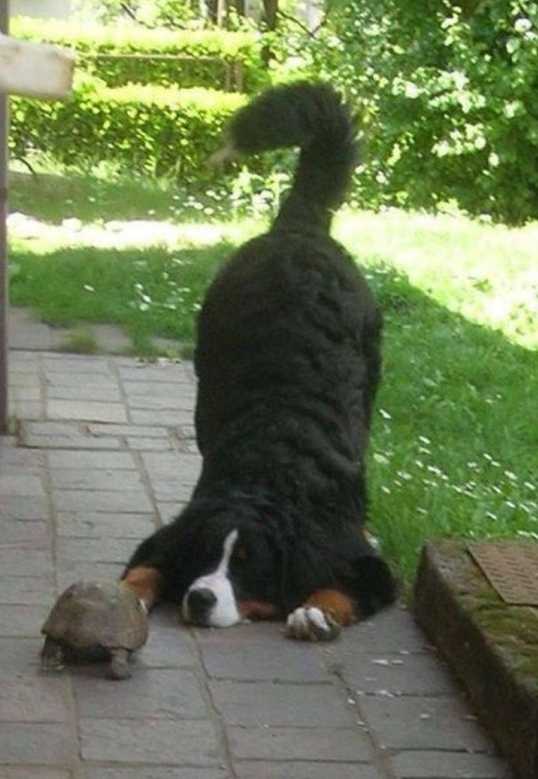 rappybara's tweet photo. dog yoga 🧘🏻‍♀️ (literally) https://t.co/rZU8hVjLW4