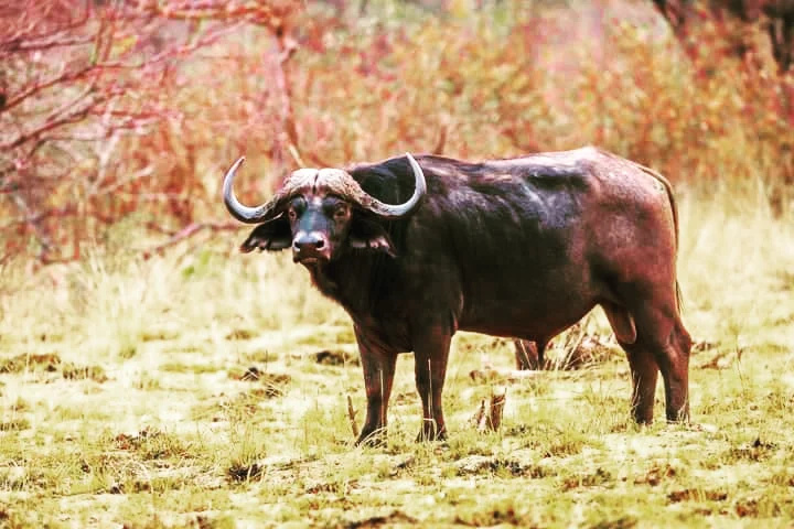 Guga_kuikui's tweet photo. Did you know! African Buffalo was considered one of the most difficult and dangerous animal to hunt on foot by the early big game hunters, making it one of the "big five" animals in the wild including the Lion, Elephant, Leopard and Rhino. Book https://t.co/OUJdiFfoJF