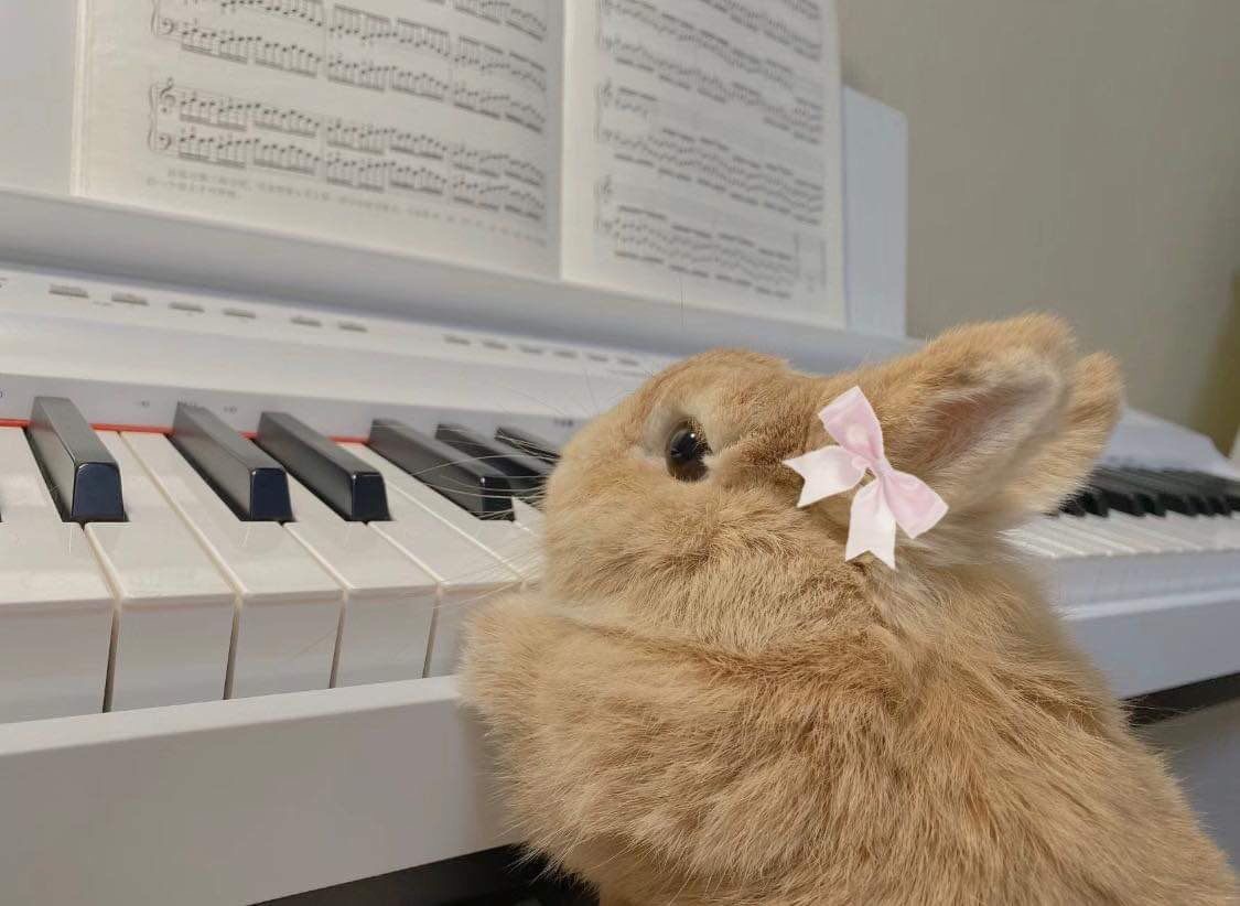 ShouldHaveRabit's tweet photo. Maestro. 🎹🐰 https://t.co/L6beI3MdS3