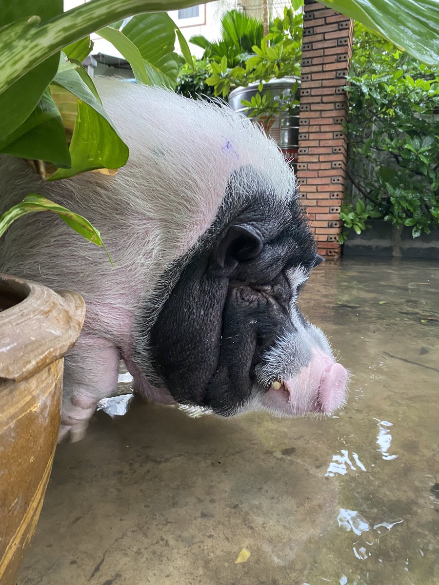 manana211's tweet photo. รับบริจาคกระสอบทรายเป็นจำนวนมากค่ะ แถวเซนทรัลลาดพร้าว ที่บ้านมีหมูแคระน้องขาสั้น หนีน้ำไม่เป็น ไม่ยอมเดินขึ้นบันไดเอง นน.100กว่าโล เราจะไม่ไหวแล้ว เครียดมากๆค่ะ จะร้องไห้แล้ว ใครก็ได้ช่วยทีค่ะ ใครต้องการช่วยส่งข้อความมาได้เลยนะคะ😭😭😭🙏🏻🙏🏻 #ฝนตกหนัก #กทม #กรุงเทพ #น้ำท่วม https://t.co/wZHI9iG6jI