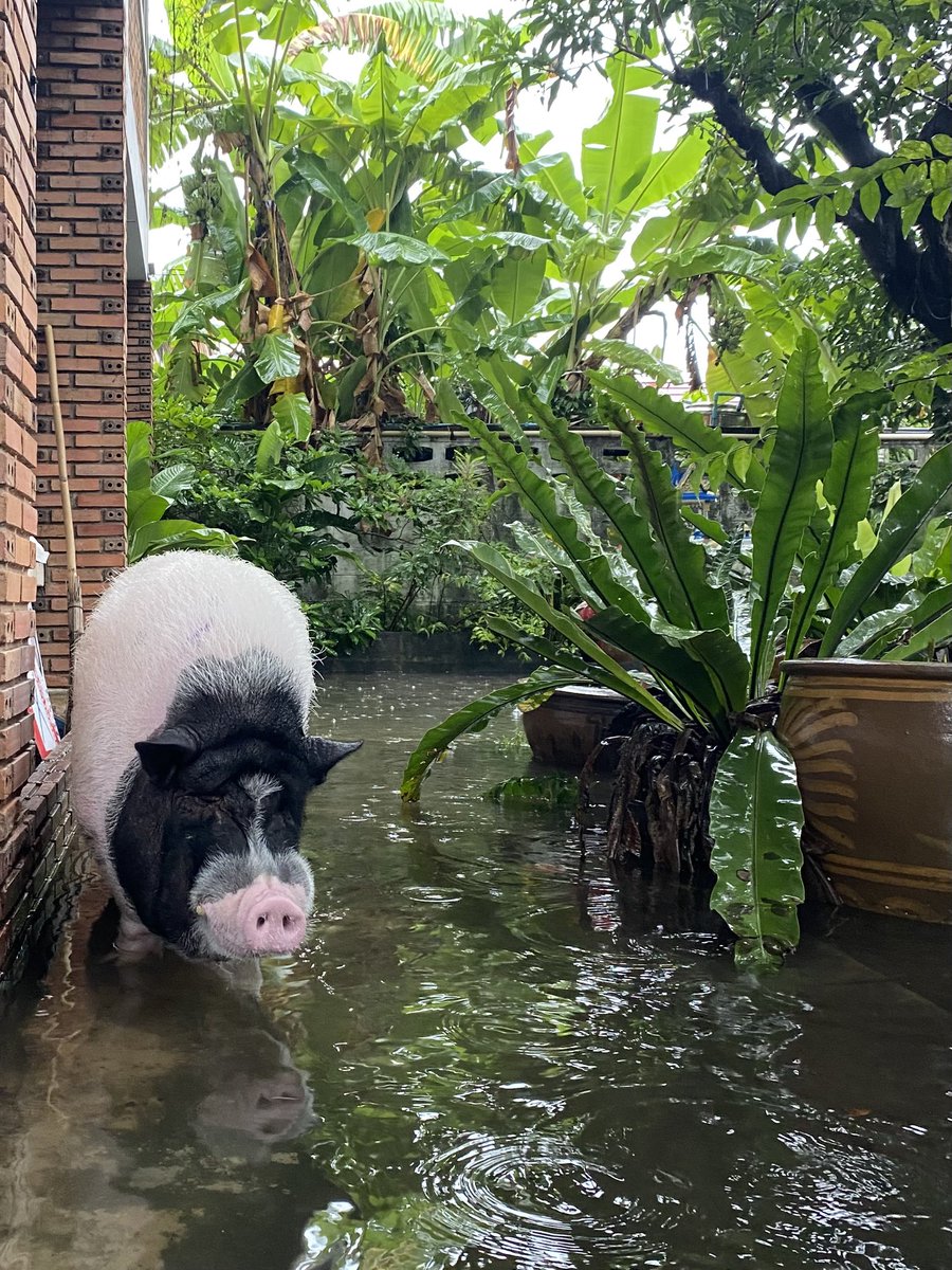 manana211's tweet photo. รับบริจาคกระสอบทรายเป็นจำนวนมากค่ะ แถวเซนทรัลลาดพร้าว ที่บ้านมีหมูแคระน้องขาสั้น หนีน้ำไม่เป็น ไม่ยอมเดินขึ้นบันไดเอง นน.100กว่าโล เราจะไม่ไหวแล้ว เครียดมากๆค่ะ จะร้องไห้แล้ว ใครก็ได้ช่วยทีค่ะ ใครต้องการช่วยส่งข้อความมาได้เลยนะคะ😭😭😭🙏🏻🙏🏻 #ฝนตกหนัก #กทม #กรุงเทพ #น้ำท่วม https://t.co/wZHI9iG6jI