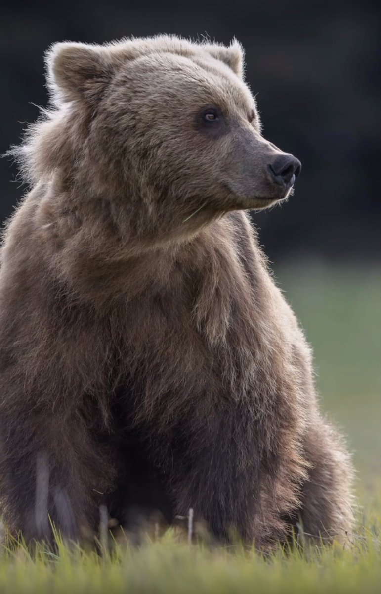 bearsdaily_'s tweet photo. https://t.co/synsVEVY9d