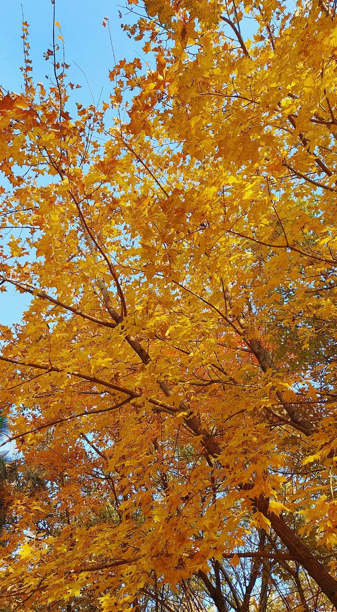 JuliaDomintazu's tweet photo. The first crisp autumn breeze just swept through the park—leaves turning gold, hot latte in hand, perfect Sunday vibes https://t.co/0ByMPOkHFT