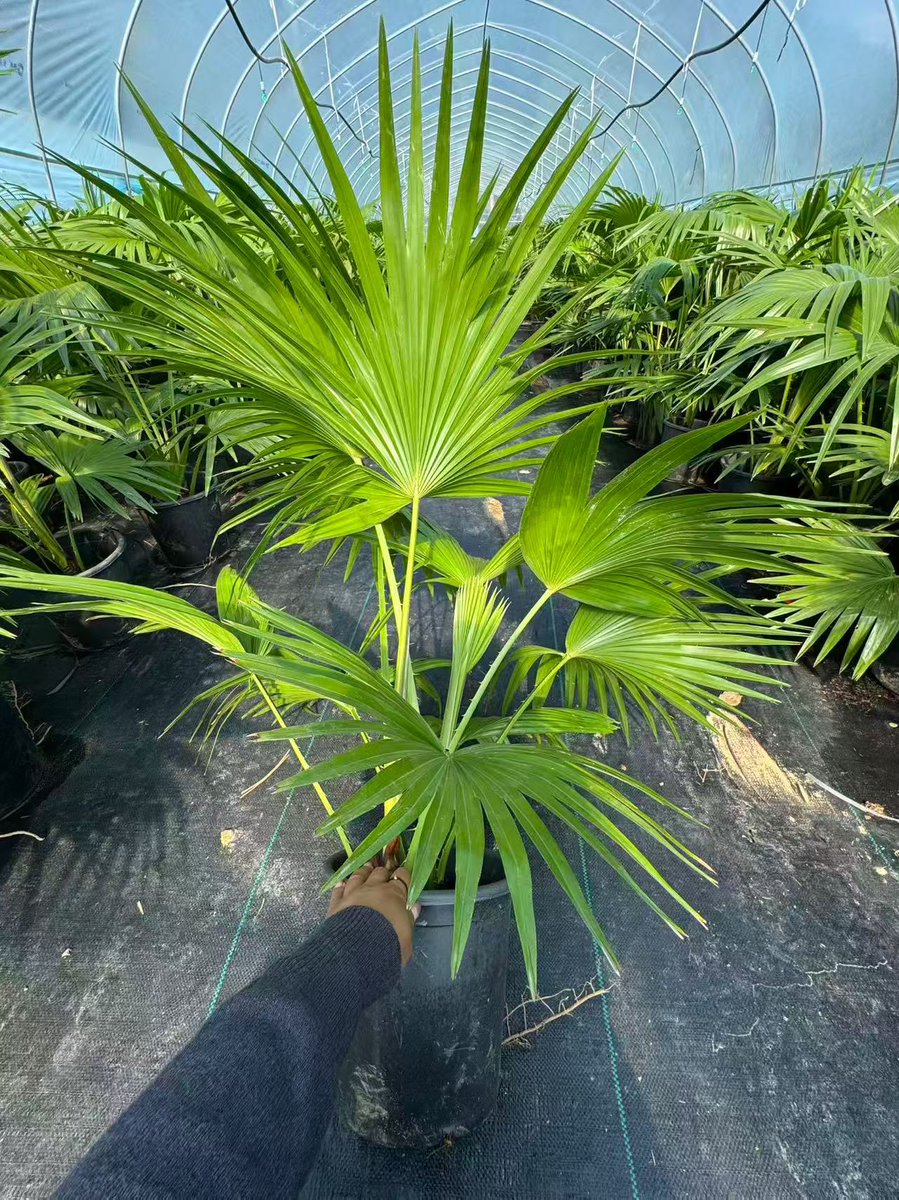 quxxr5897's tweet photo. A fun little trip, where I accidentally grabbed green leaves by the roadside and used them to make a simple, nice little thing. https://t.co/7wHPvS104p