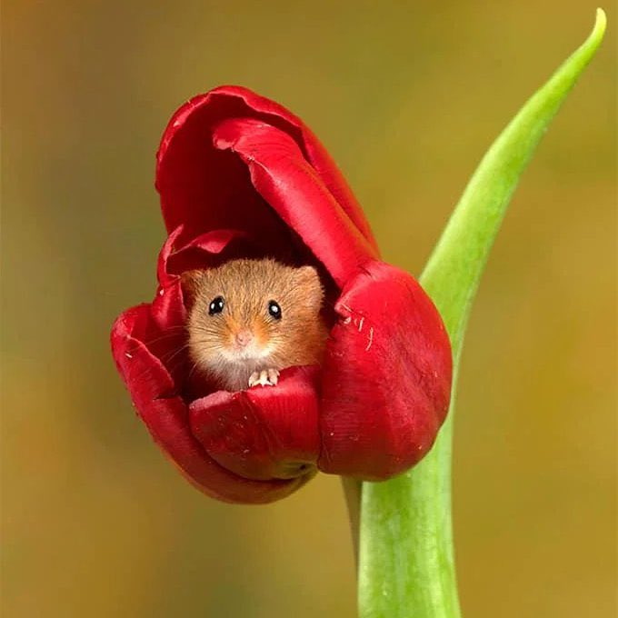 Kirakuboh's tweet photo. Healing Time
Snail
Dormouse from web
A little animal from web
Buck toothed rat by Tojin Kirakuboh Tenshin Collection
癒しの時
カタツムリ
ヤマネ webより
小さな動物 ウェブより
裸出歯ネズミ 陶仁 作 気楽坊天心コレクション https://t.co/MWAubasB4F