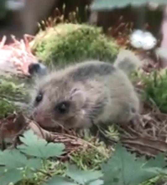 Kirakuboh's tweet photo. Healing Time
Snail
Dormouse from web
A little animal from web
Buck toothed rat by Tojin Kirakuboh Tenshin Collection
癒しの時
カタツムリ
ヤマネ webより
小さな動物 ウェブより
裸出歯ネズミ 陶仁 作 気楽坊天心コレクション https://t.co/MWAubasB4F
