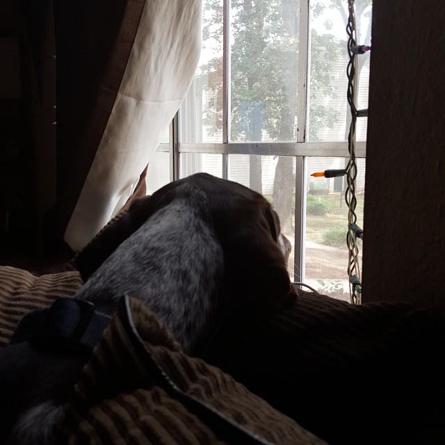 TVseductor's tweet photo. It's a ruff life https://t.co/15f5NteAnH
