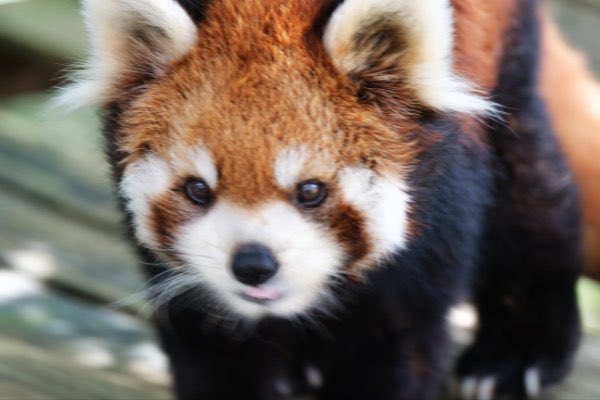 rodpanda21's tweet photo. ソラさん 🍎
市川市動植物園
#lesserpanda #redpanda #レッドパンダ #小熊貓 #シセンレッサーパンダ #レッサーパンダ #ソラ
#動物 #動物園 #zoo #animal #動物写真 #動物園写真 #animalphoto #zoophoto
#動物が好き #レッサーパンダが好き
#市川市動植物園
🐥 https://t.co/8k2CjGFX24