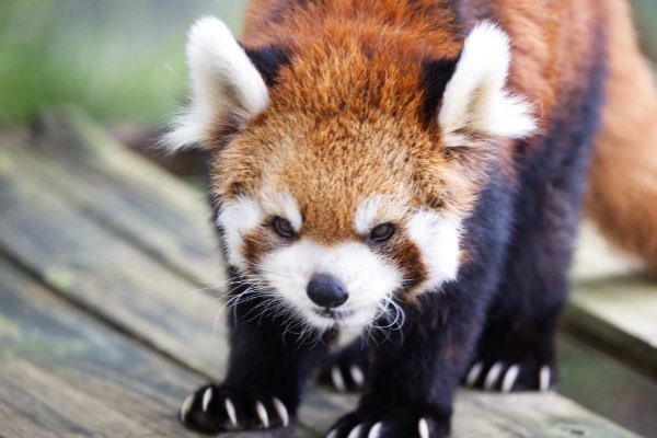rodpanda21's tweet photo. ソラさん 🍎
市川市動植物園
#lesserpanda #redpanda #レッドパンダ #小熊貓 #シセンレッサーパンダ #レッサーパンダ #ソラ
#動物 #動物園 #zoo #animal #動物写真 #動物園写真 #animalphoto #zoophoto
#動物が好き #レッサーパンダが好き
#市川市動植物園
🐥 https://t.co/8k2CjGFX24