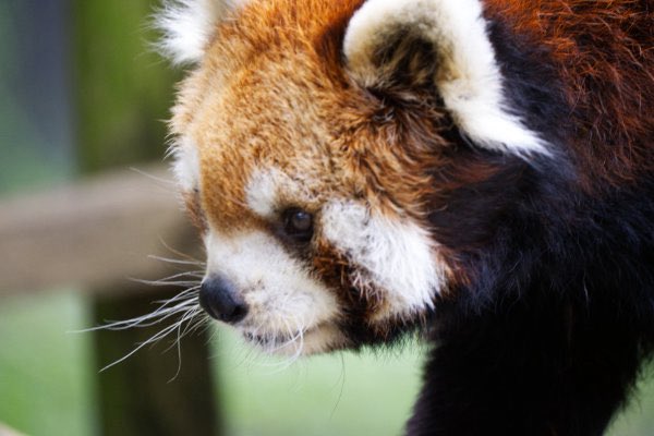 rodpanda21's tweet photo. ソラさん 🍎
市川市動植物園
#lesserpanda #redpanda #レッドパンダ #小熊貓 #シセンレッサーパンダ #レッサーパンダ #ソラ
#動物 #動物園 #zoo #animal #動物写真 #動物園写真 #animalphoto #zoophoto
#動物が好き #レッサーパンダが好き
#市川市動植物園
🐥 https://t.co/8k2CjGFX24