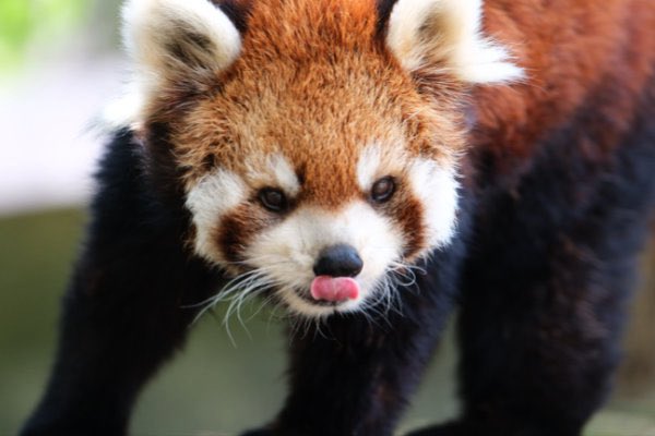rodpanda21's tweet photo. ソラさん 🍎
市川市動植物園
#lesserpanda #redpanda #レッドパンダ #小熊貓 #シセンレッサーパンダ #レッサーパンダ #ソラ
#動物 #動物園 #zoo #animal #動物写真 #動物園写真 #animalphoto #zoophoto
#動物が好き #レッサーパンダが好き
#市川市動植物園
🐥 https://t.co/8k2CjGFX24