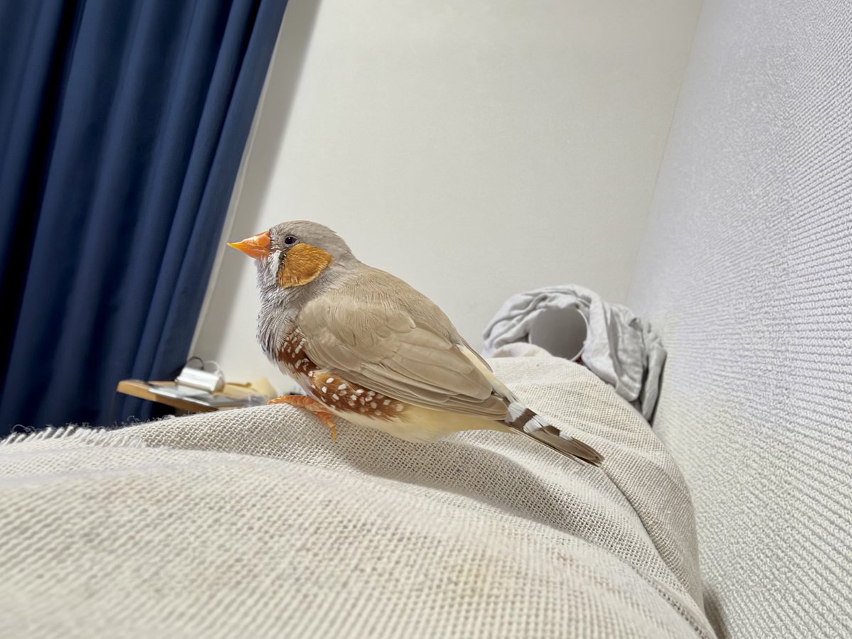 27yuralily's tweet photo. ちっちゃくてかわいい小鳥￼🐦 https://t.co/wibXUVHTab