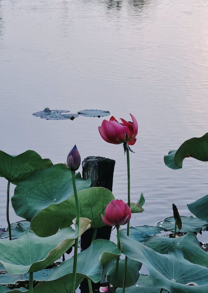 matth_izo708's tweet photo. Today I feel like a quiet hermit, drifting like a lotus in the lake, where soft mist wraps around everything gently. https://t.co/rpyol6gGQQ