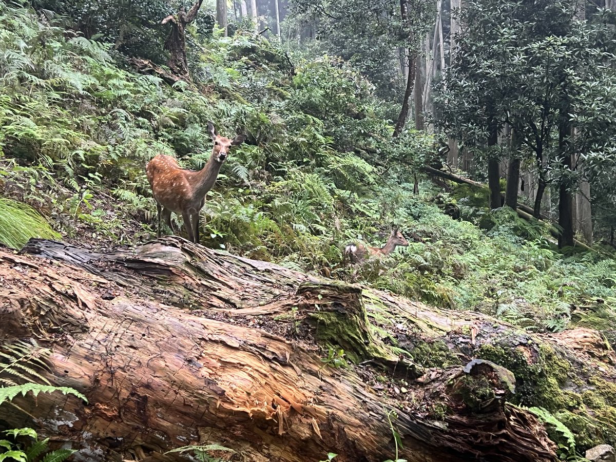 kusodebumeet's tweet photo. ＋0.6キロ
旅行に行って少しリフレッシュしたはずなのに、仕事って現実が押し寄せてくる＿|￣|○
月を跨いでも押し寄せてくる(´-ω-`)
でも、写真を見ると少し癒しを思い出す(*´꒳`*)
クソデブが野生の鹿の親子に出会ったぁ(๑˃̵ᴗ˂̵) https://t.co/hhMh1Vud5d